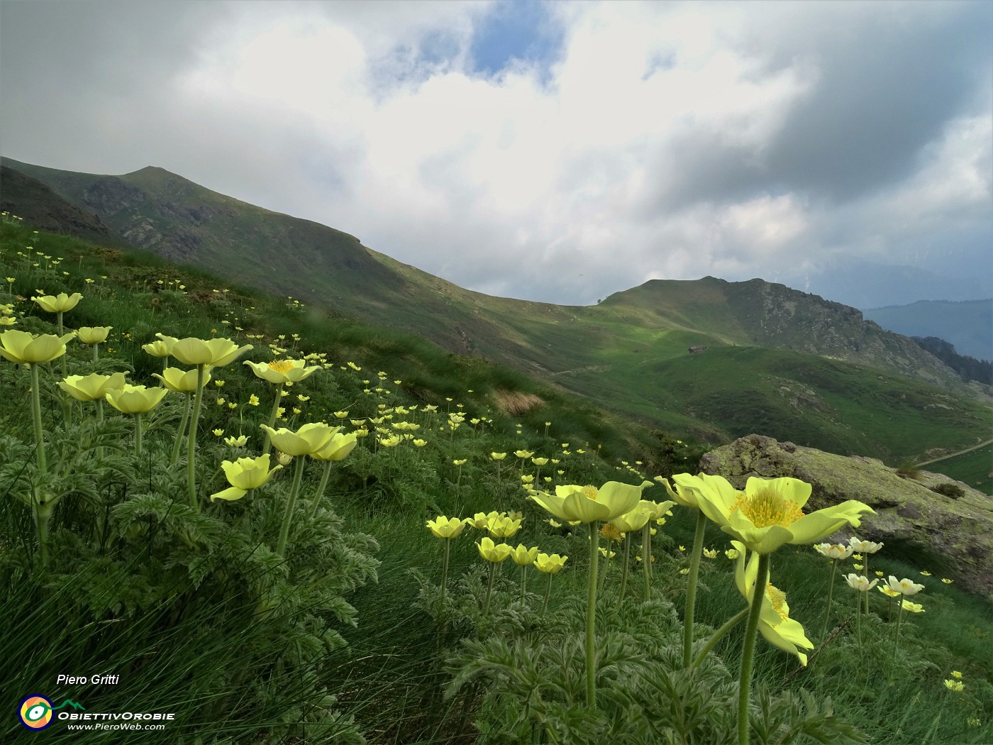 17 Anemoni sulfurei ( Pulsatilla alpina sulphurea) sul sent. 109.JPG